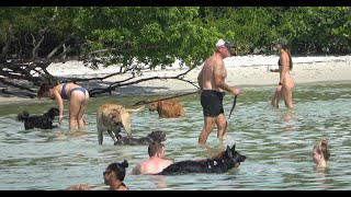 Amazing Dog Lover's Island  "Lover's key" by jetski