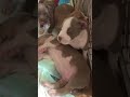 American Bully Puppies⚠️ Caution⚠️ It's Playtime