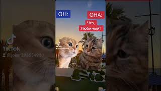 #funnyshorts #фан #funny #юмор #funnyvideos #cat #memes #fun #юмор #прикол  #коты #котики