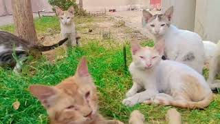Too Much Cuteness in One Frame 😍🐾 | Cat Group Moments