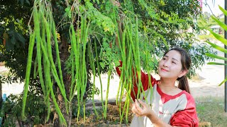 Have you ever cook this fruit? Pick moringa fruit for cooking | Moringa fruit sour soup