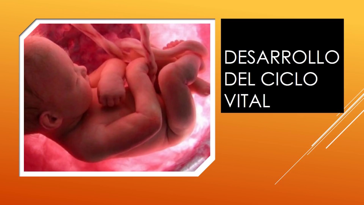 psicología del desarrollo ,desarrollo del ciclo vital - YouTube