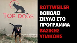 Ροτβαιλερ (Rottweiler) ΒΟΗΘΑΕΙ ΣΚΥΛΟ ΣΤΗΝ ΒΑΣΙΚΗ ΕΚΠΑΙΔΕΥΣΗ. by Top Dogs TV 237 views 2 years ago 1 minute