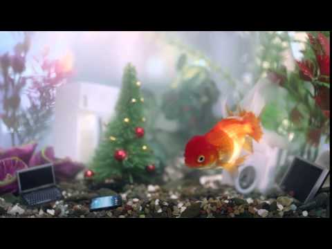 ოქროს თევზი 5