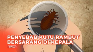 Penyebab Kutu Rambut Bersarang di Kepala, Jangan Diremehkan!