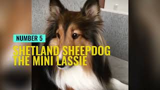 10 Smartest Dog Breeds by PawPrints Perfect 145 views 1 month ago 8 minutes, 11 seconds