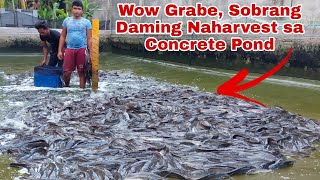 Bakit mas Maganda at Malaki ang Kikitain ng Hito Farming sa Concrete Pond? Part 2