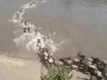 Great Migration: Mara River Crossing II. Tanzania