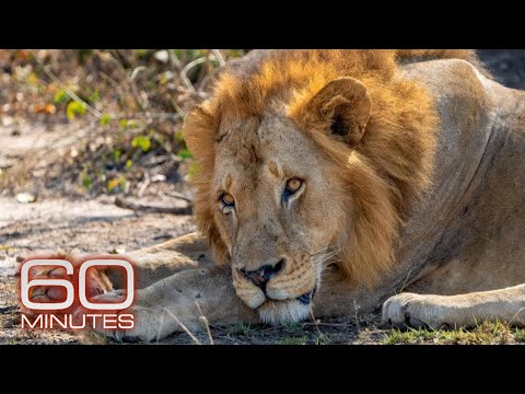 Gorongosa's lion population | 60 minutes