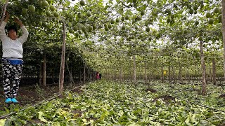 Poda En Maracuyá. Deshojar