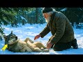 ВОЛК стоял перед стариком с МОЛЬБОЙ о помощи… Но то, что он показал дальше — просто до слёз!