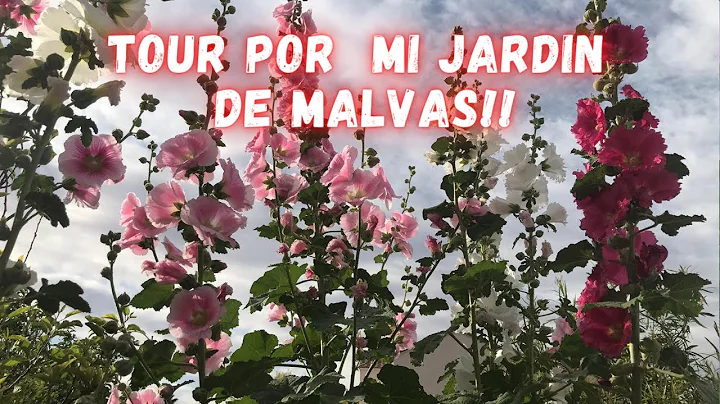 Tour Por Mi Jardin De Malvas | Malvas | Vara De SA...