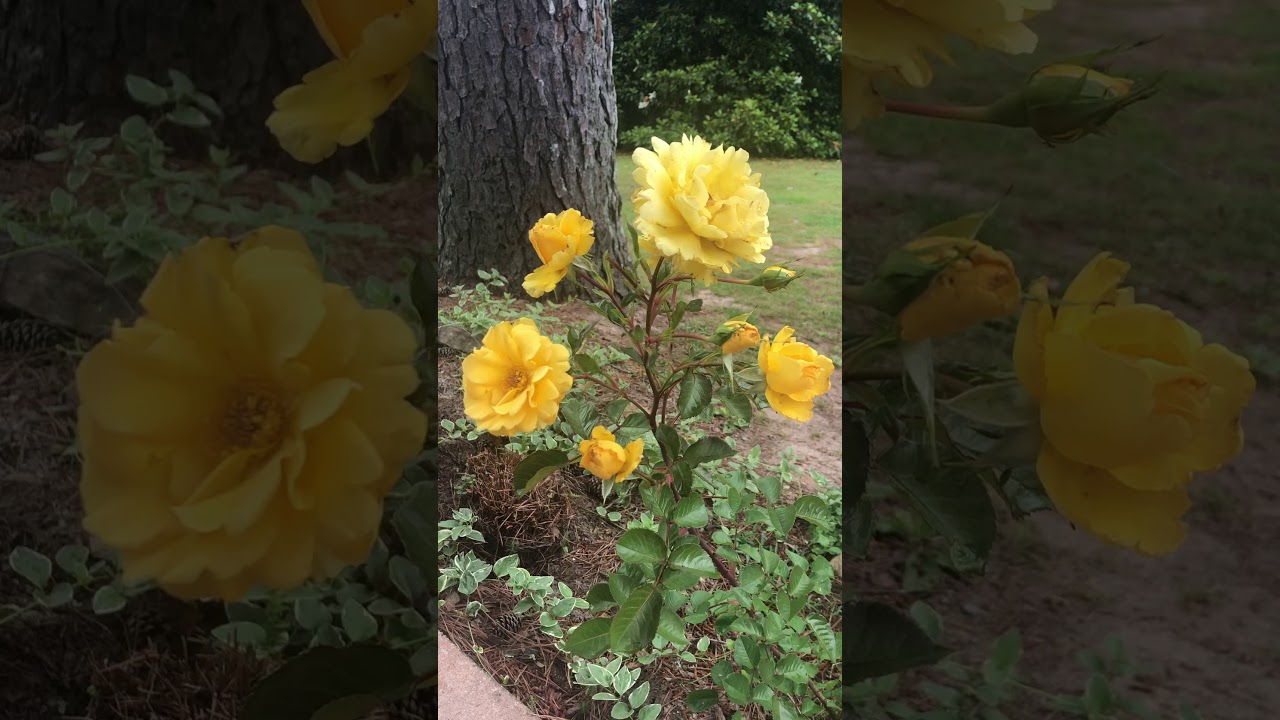 Yellow Rose of Texas - YouTube