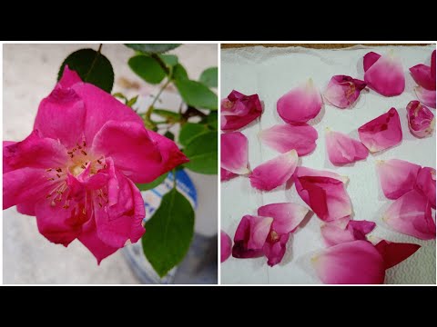 গোলাপ ফুলের পাপড়ি কি ভাবে রাখবো #bengalivlog // how to presup rose