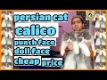 🤩persian cat 🐈calico punch face🐈 and doll face best quality cheap price