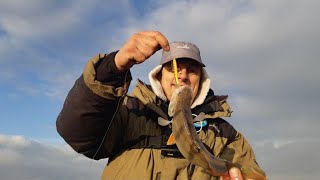 Крупному Окуню. Крупный Балансир! Рыбалка на Куршском Заливе 2019
