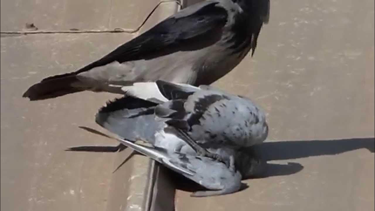 Ворона и голубь. Ворон голубь. Ворон голубь. Голубь. Ворон голубь.