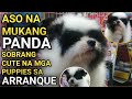 PANDA NA ASO SA ARRANQUE PET SHOP | LATEST PRICE UPDATE NG MGA PUPPIES ALAMIN