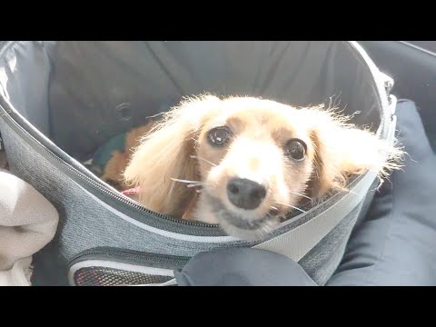 神様になったダックスフンド。