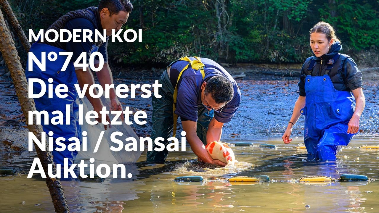 Alle Koi aus Auktion No.740 im Detail erklärt | Konishi Koi News