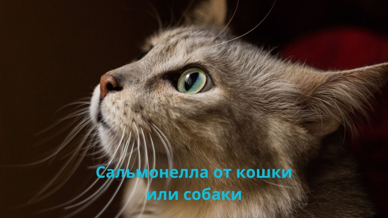 Сальмонелла от кошки или собаки