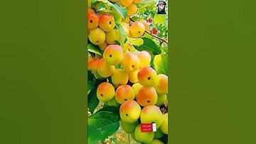 سورة الكهف بصوت القارئ عبد العزيز سحيم #القرآن_الكريم #flowers #like #explore #تلاوة_خاشعة #تلاوات