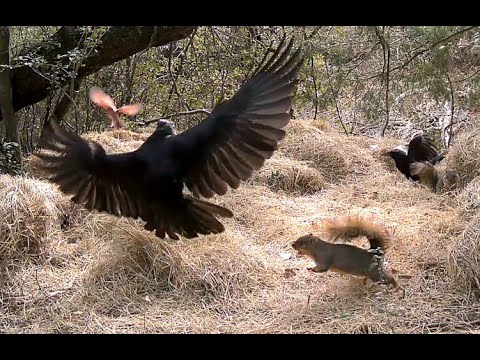 Did the Crows Pick the Wrong Squirrel?
