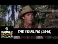 Clip HD | The Yearling | Warner Archive