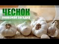 ЧЕСНОК И ЕГО ПОЛЕЗНЫЕ СВОЙСТВА