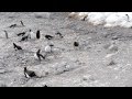 Skua Attacks Penguin Steals Chicks And Eats Them Whole Graphic 