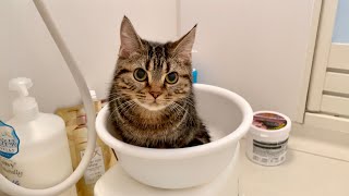 朝風呂する飼い主が気になって乱入しにきてしまった子猫w