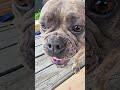 WEED WACKER #funnypets #fyp #frenchbulldog #frenchie #milo2023 #shorts #newchannel #dogshorts