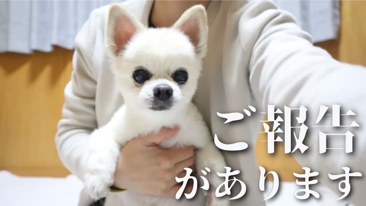 ご心配おかけしてすいません、今後の活動についてお話しします YouTube ご心配おかけしてすいません、今後の活動についてお話しします YouTube
