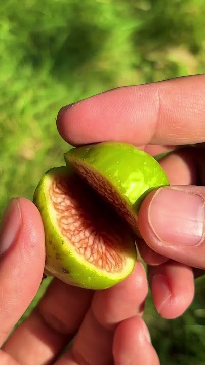 Buah tin dari surga turun ke dunia