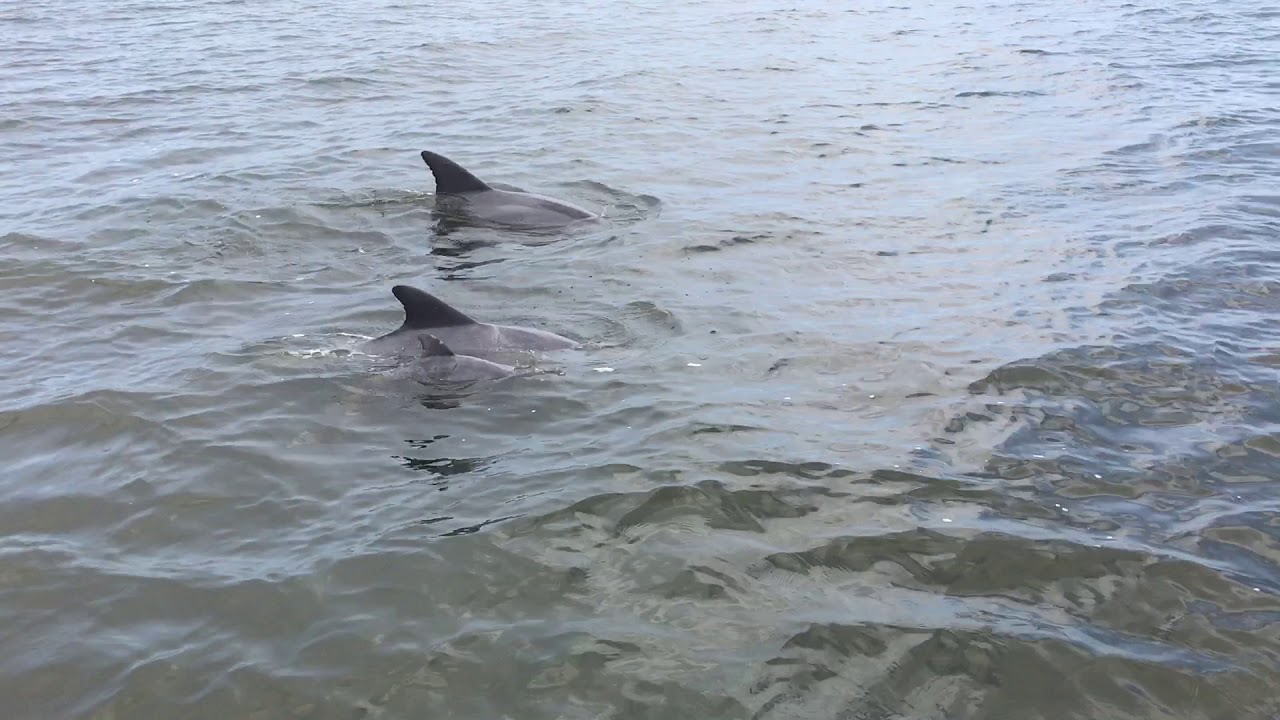 dolphin tours roanoke island