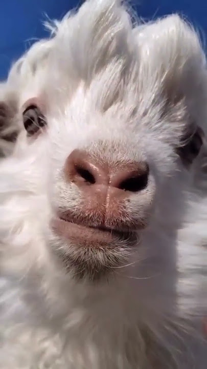 suara anak kambing lucu #lucu #kambing #goat #memes #meme #shortsfeed #shorts #tiktok #viral #fyp