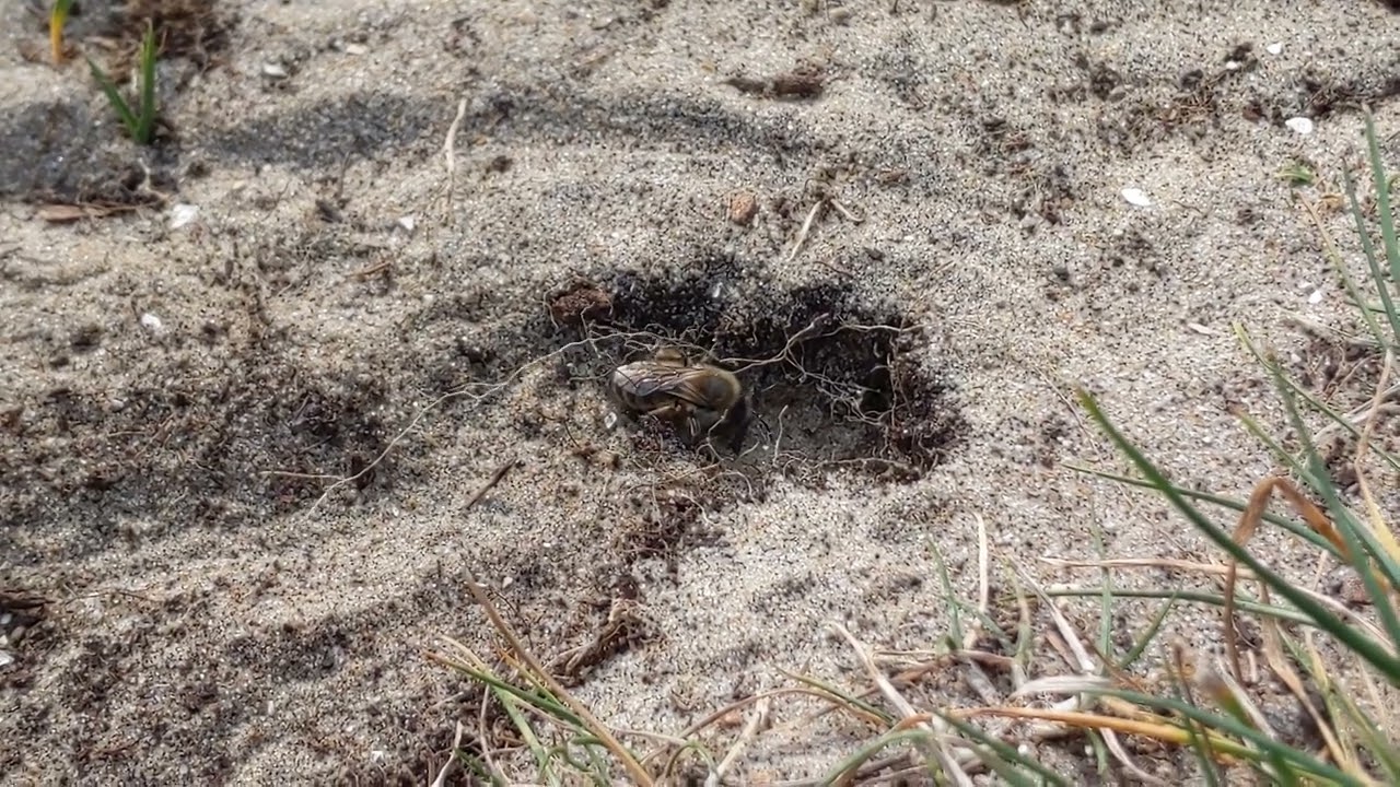 Colletes cunicularius ? - 2022-04-23 (PXL_20220423_154747971+_154830104+_155110748+_155420781)