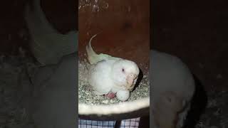 white colour bajis parrot first time lay eggs and cheeks #bird #budgies #birdsbirdsbirds #lovebirds