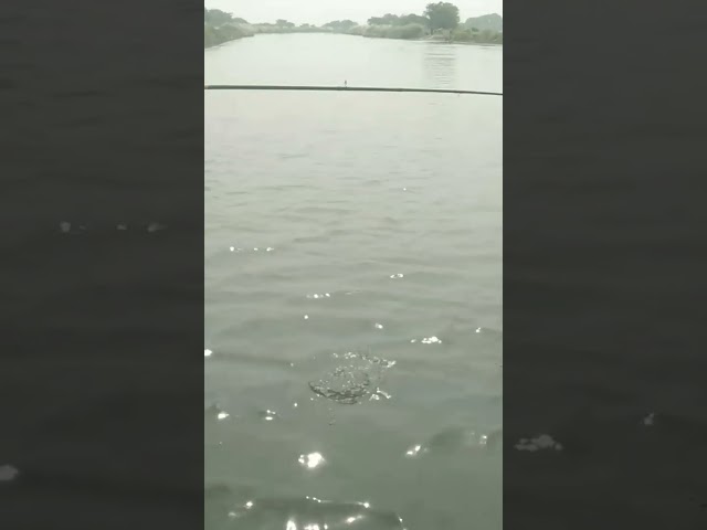 fishing hunting tilapia fish#short class=