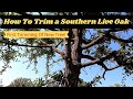 How To Trim a Live Oak / Southern Live Oak First Trimming