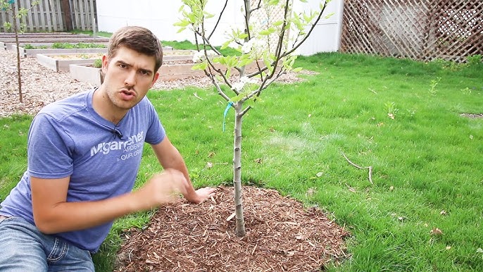 Mulch glue on mulch tree rings : r/landscaping