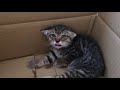 土管の中にいた子猫を保護しました。[Kitten in the earthen pipe]