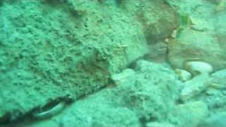 Cuttlefish, Octopus And Other Intresting Sea Creatues