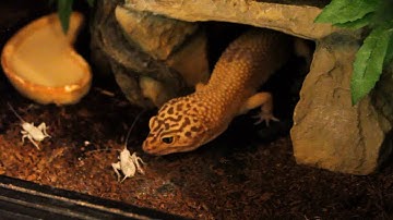 Leopard Gecko Feeding Time!