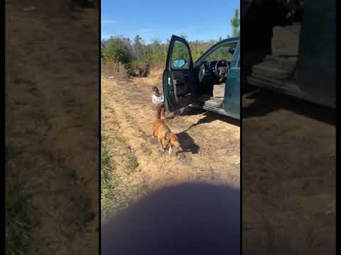 Teaching him the tradition #shorts #doghunter #futuredoghunter