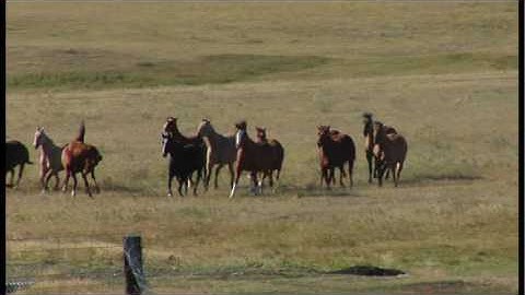 Pullin back the reins by KD Lang