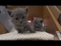 Chartreux Kittens の動画、YouTube動画。