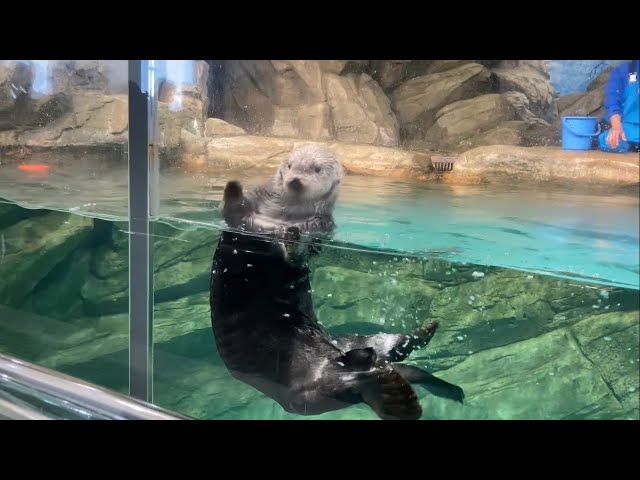 ラッコのリロくん、シャッターチャンス マリンワールド海の中道