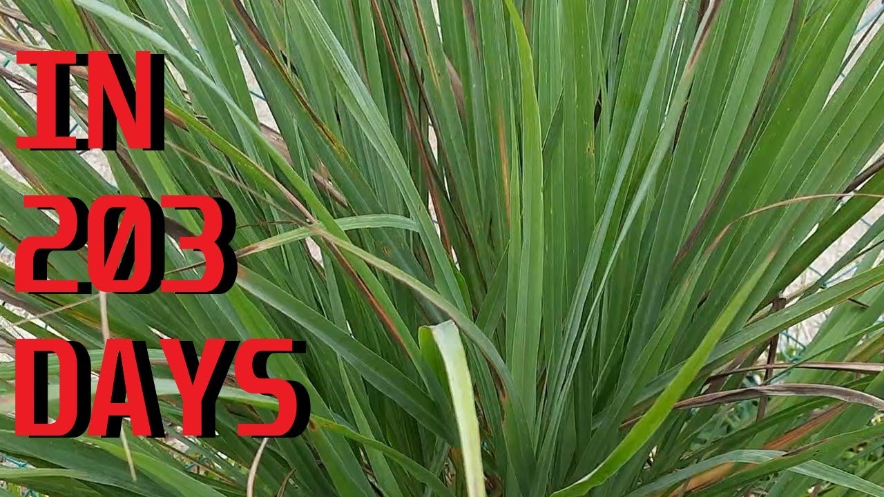 How To Grow Lemongrass Cymbopogon Citratus Stapf YouTube how-to-grow-lemongrass-cymbopogon-citratus-stapf-youtube