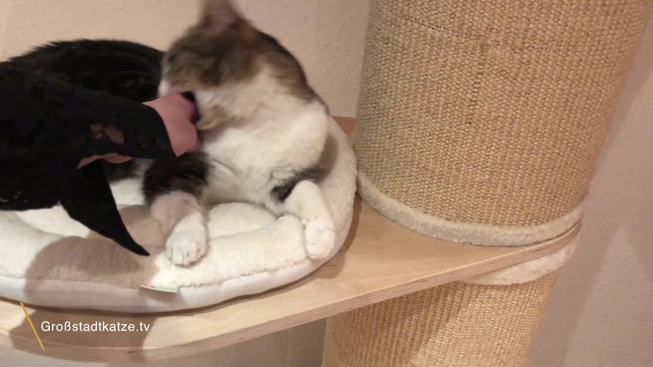 Katze Mary schlägt und beißt beim Streicheln ;) YouTube Katze Mary schlägt und beißt beim Streicheln ;) YouTube